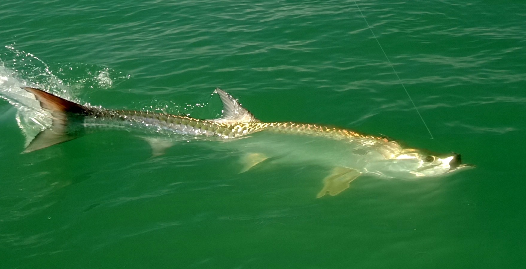 Tarpon