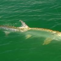 Tarpon