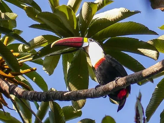 Toucan guyane