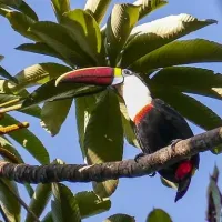 Toucan guyane